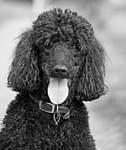 dog, poodle, beautiful