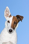 dog, terrier, fox terrier