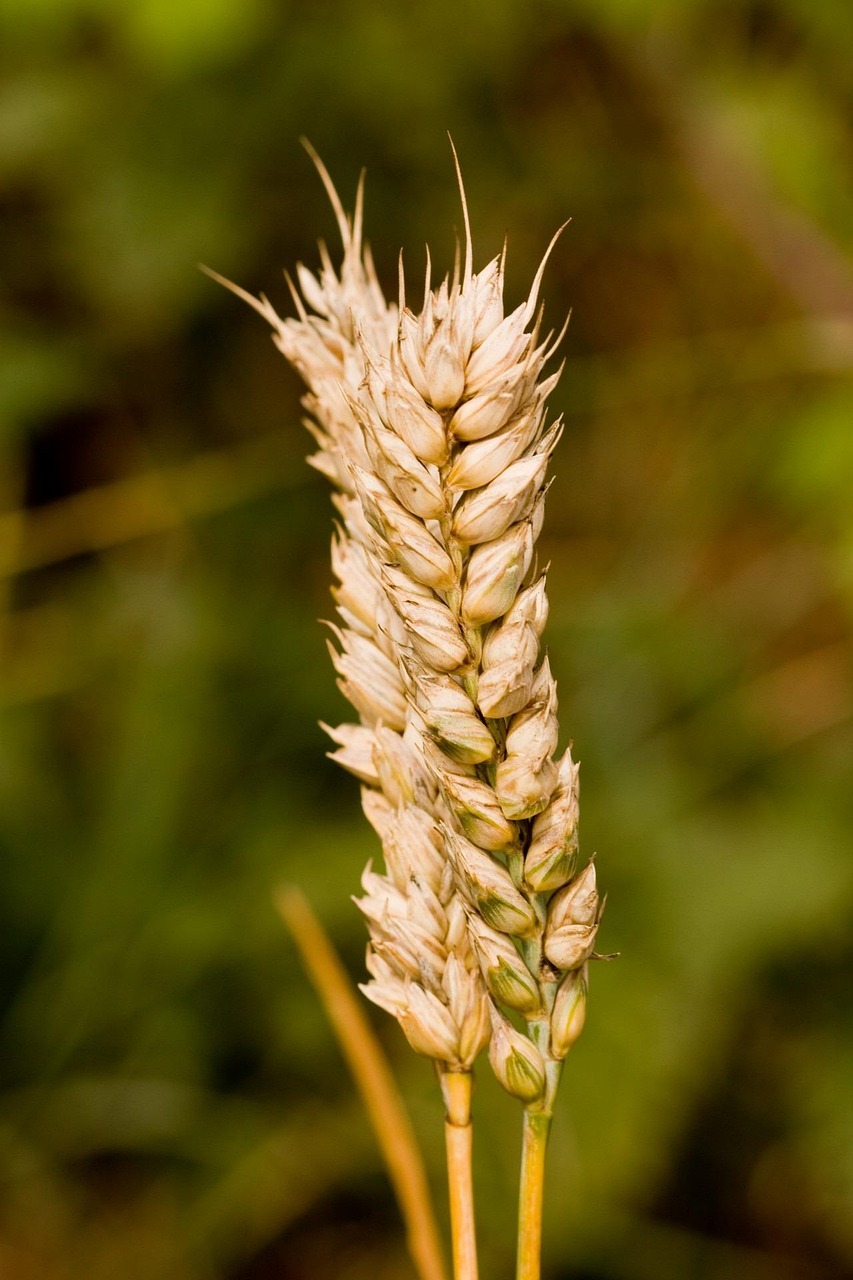 8,000+ Free Wheat Stalks & Wheat Images - Pixabay