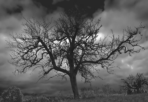 Free Tree Landscape photo and picture