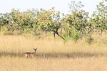 deer, nature, morrow