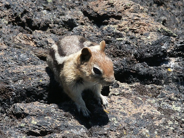Free Chipmunk Nature photo and picture