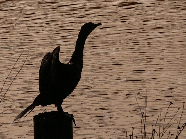 Free Cormorant White Pelican photo and picture