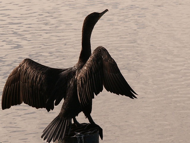 Free Cormorant White Pelican photo and picture
