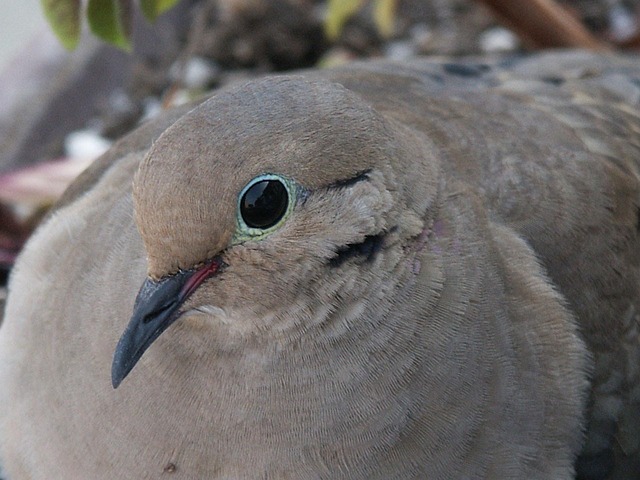 Free Dove Peace photo and picture
