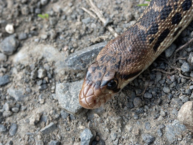 Free Snake Reptile photo and picture