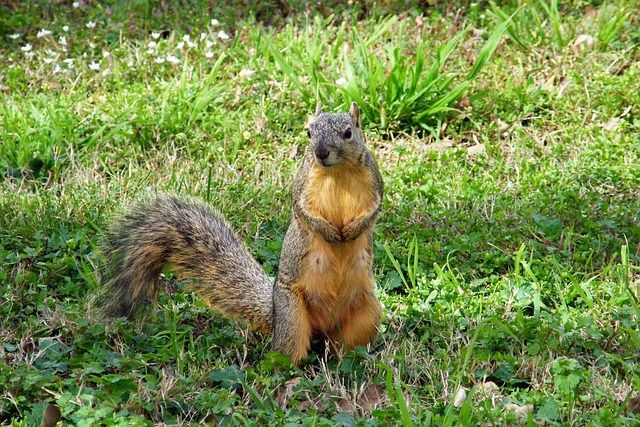 Free Squirrel Wildlife photo and picture