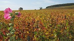 the hillsides, corton, fall