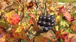 the slopes of corton in the fall, vines, grape