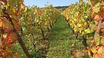 the hillsides, corton, fall