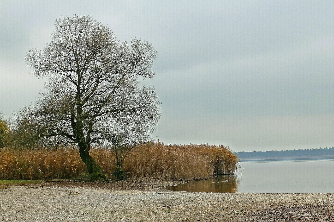 Nature Tree Reed - Free photo on Pixabay