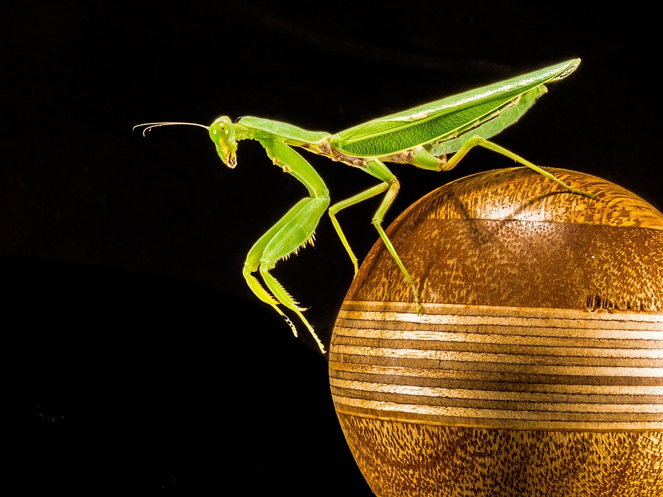 mantis Symbol