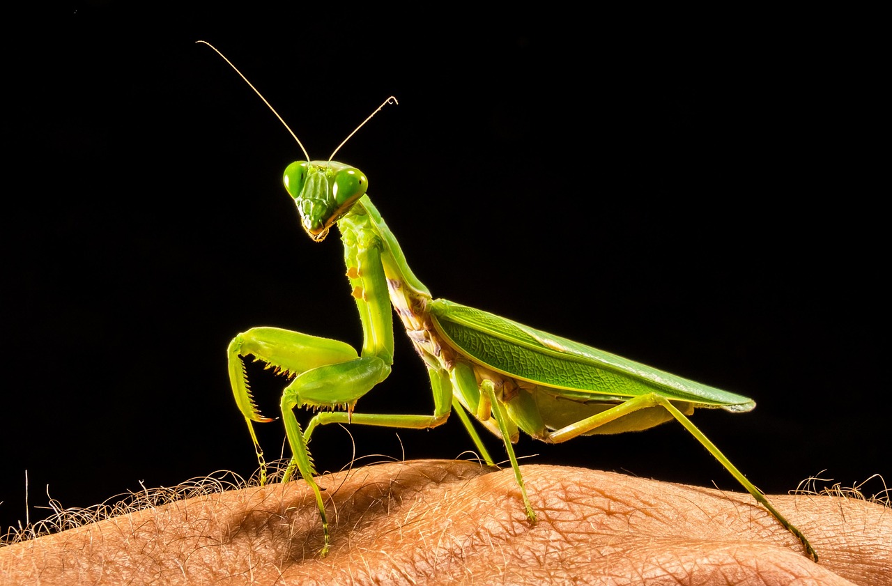 700 Free Mantis Praying Mantis Images Pixabay 700 Free Mantis Praying Mantis Images Pixabay