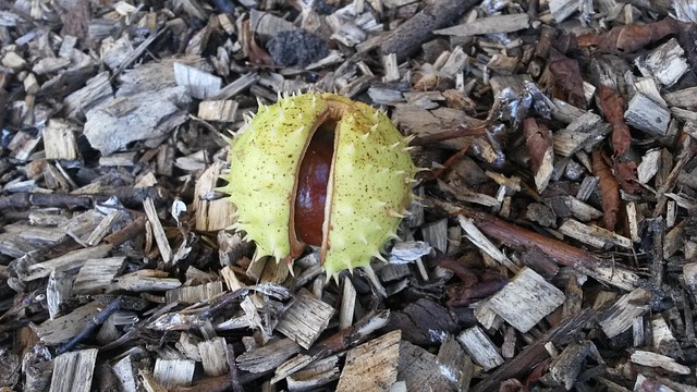 Free Chestnut Fruit photo and picture