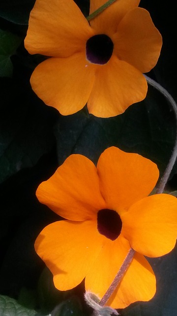 Free Flower Blossom photo and picture