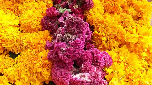 Free Flower To Dye photo and picture
