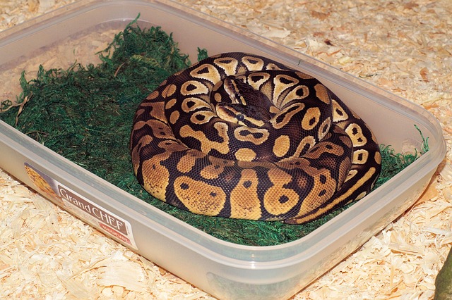 Free Snakes Heads photo and picture