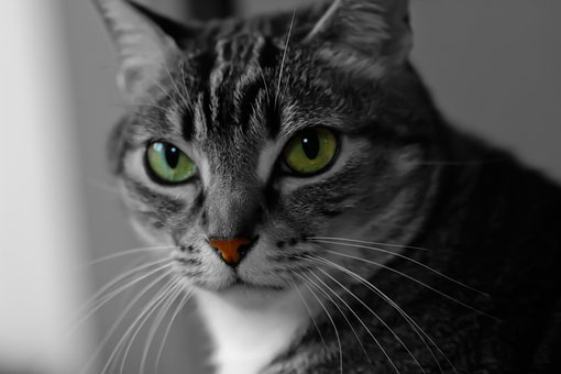 Free Cat Domestic Animal photo and picture