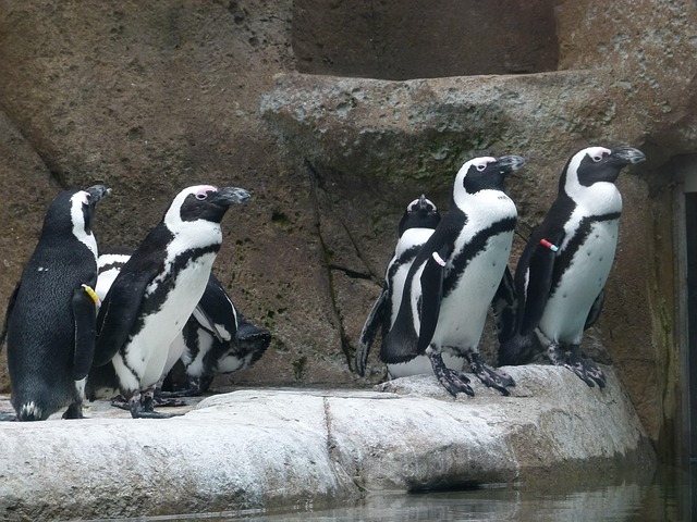 Free African Penguin Aves photo and picture