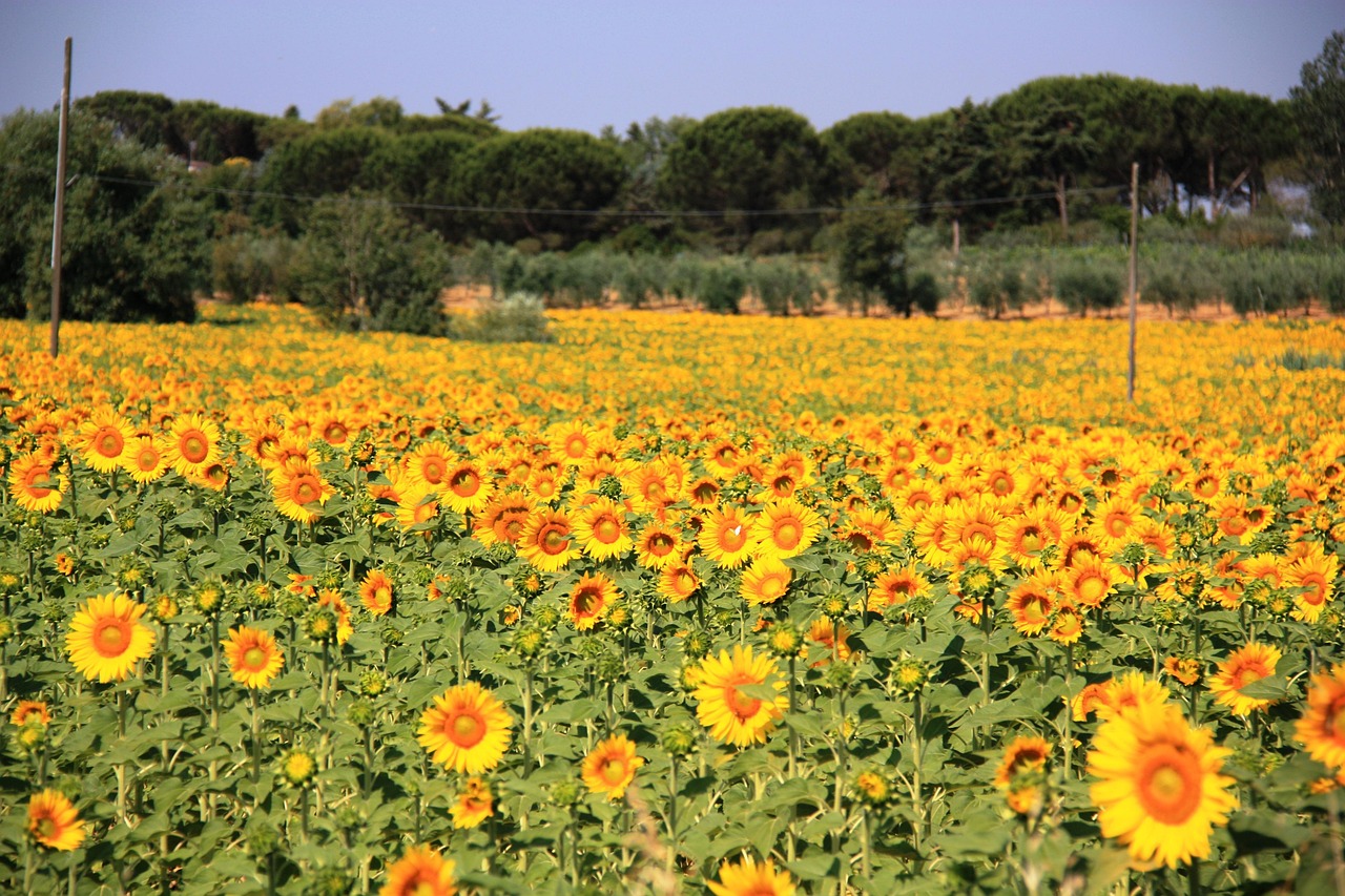 10-000-free-sunflowers-nature-images-pixabay