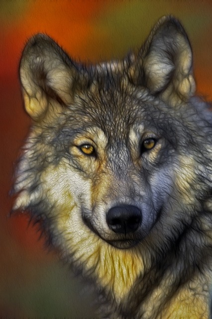 Free wolf portrait head illustration