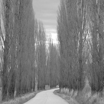 Manier, Bomen, Weg, Het Advies