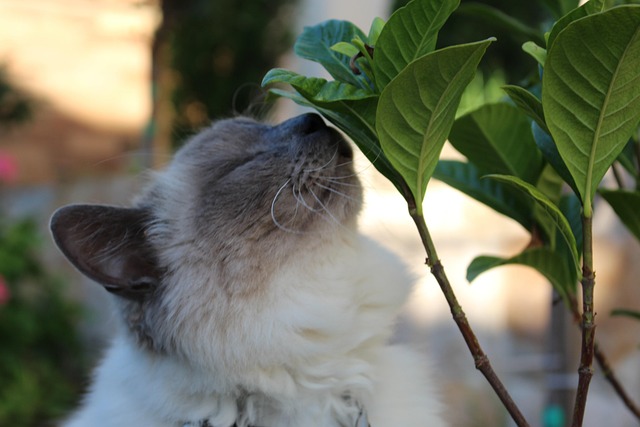 Katze, Natur, Blatt, Nahaufnahme
