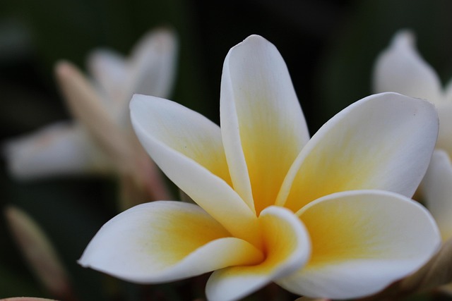 Frangipani, Plumeria, Blume, Pflanze