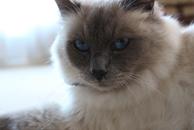 Birman, Blaue Augen, Katze, Nahaufnahme