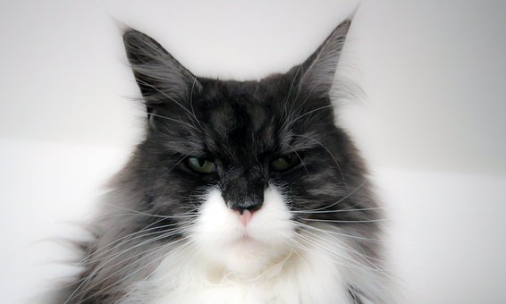 Free Maine Pet photo and picture