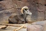 zoo, netherlands, holland