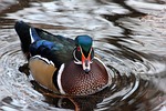 duck, bird, waterfowl