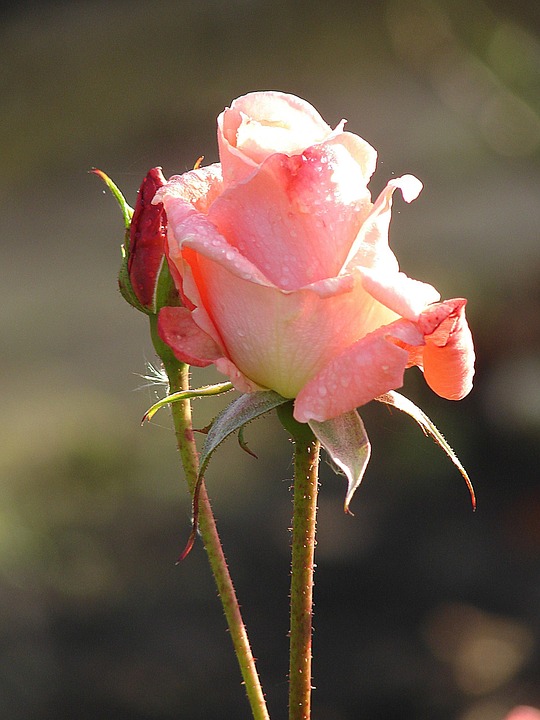 Rose Rosen Blumen - Kostenloses Foto auf Pixabay - Pixabay