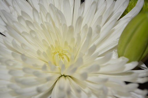 Free Wildflower Flower photo and picture