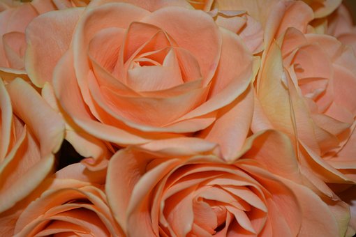 Free Roses Nature photo and picture