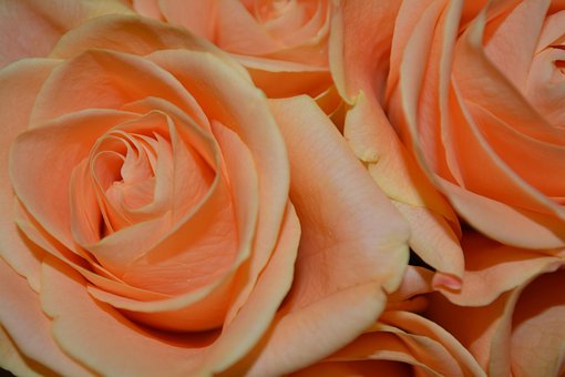 Free Roses Flower Background photo and picture