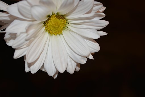 Free Daisy Floral photo and picture