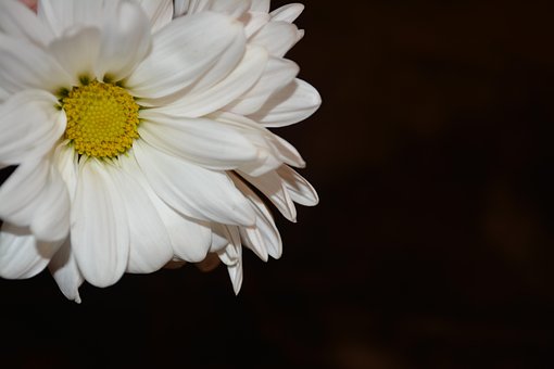 Free Daisy Flower Background photo and picture