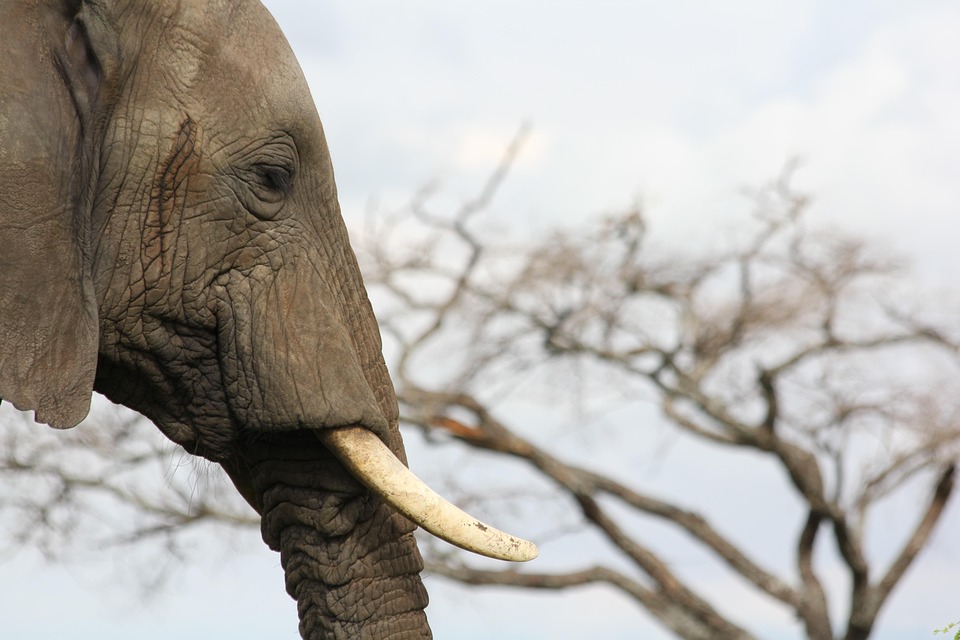 Ivory Elephant Tusks Free photo on Pixabay