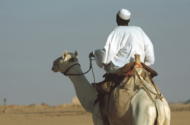 Free Camel Camel Riders photo and picture