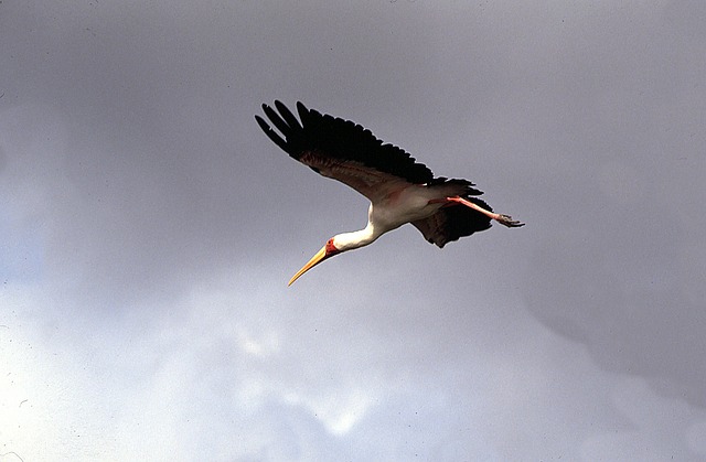 Free Heron Heron In Flight photo and picture
