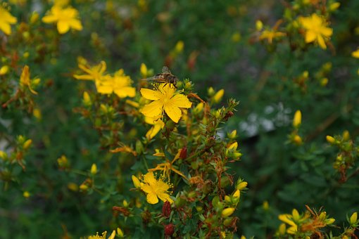 Echtes Johanniskraut, Blume, Blüte, Gelb