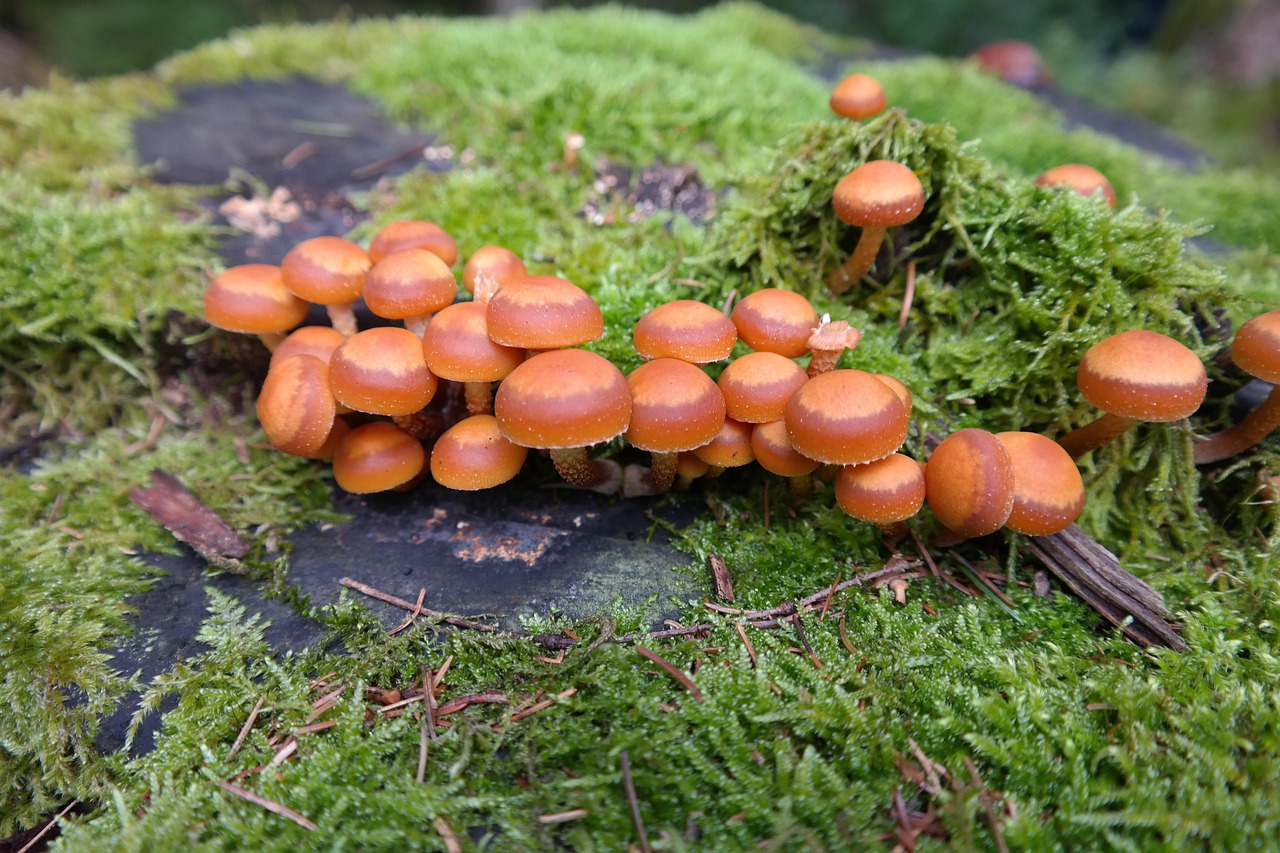 蘑菇 恶人滑菇 Kuehneromyces 芙蓉 Galerina - Pixabay上的免费照片
