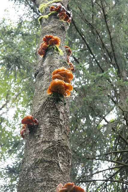 Free Tree Trunk Mushrooms photo and picture