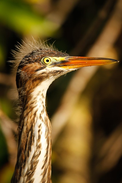Free Bird Birds photo and picture