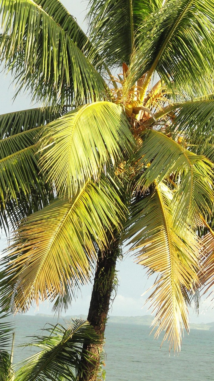 Coconut Tree Tropical Palm Free photo on Pixabay Pixabay