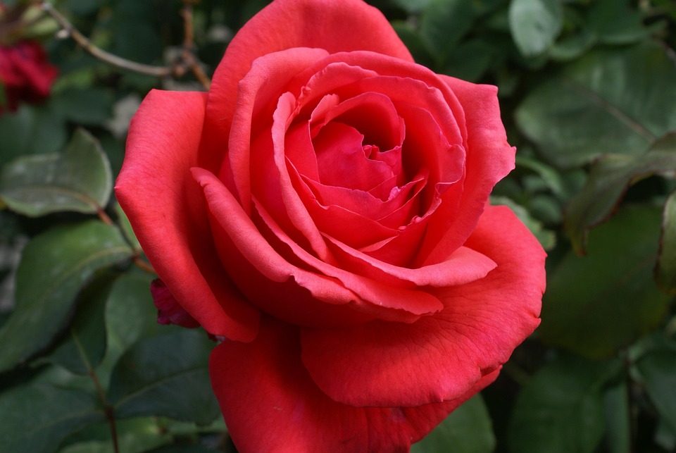 Rose Rote Blüte - Kostenloses Foto auf Pixabay - Pixabay