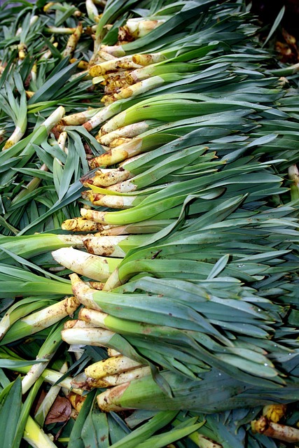 Free Van Banana Rheum photo and picture
