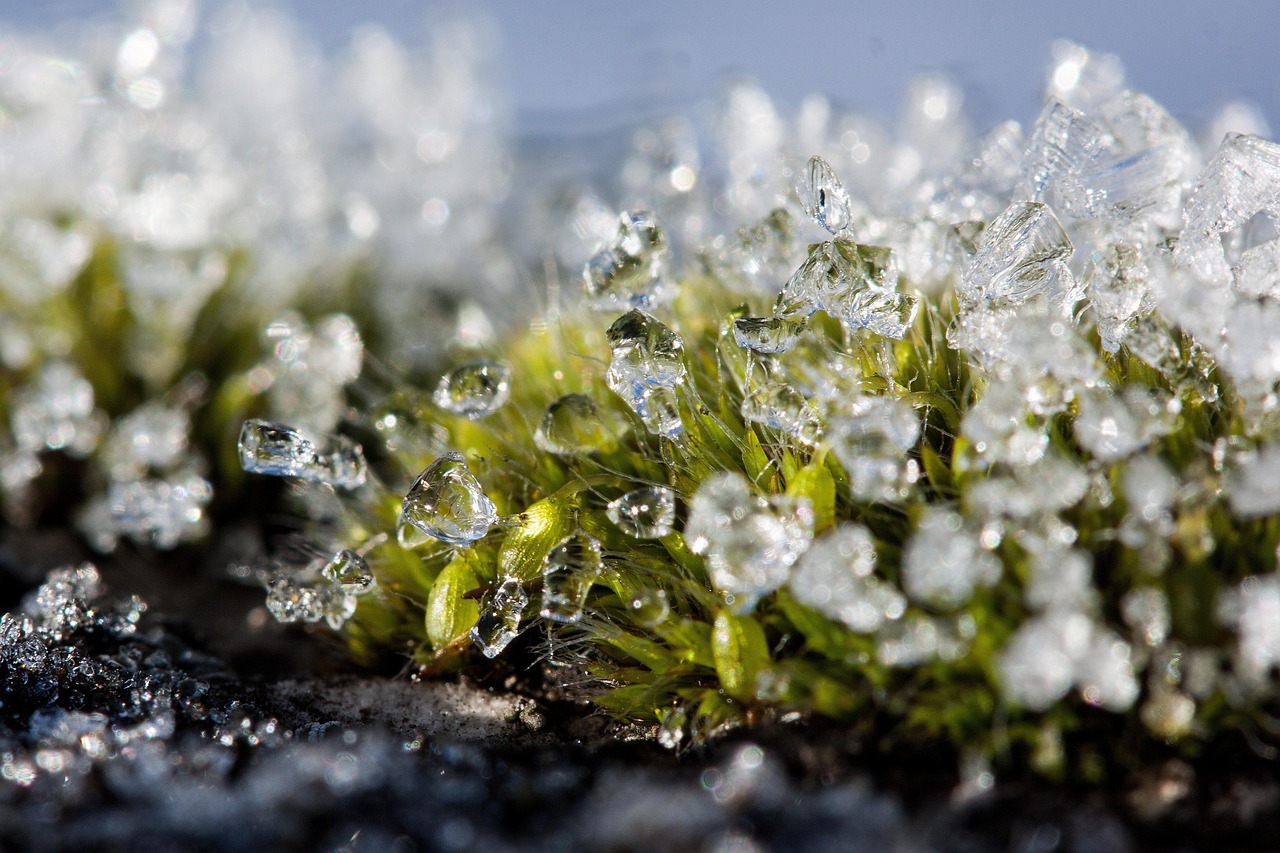 New Zealand Moss Winter Free photo on Pixabay