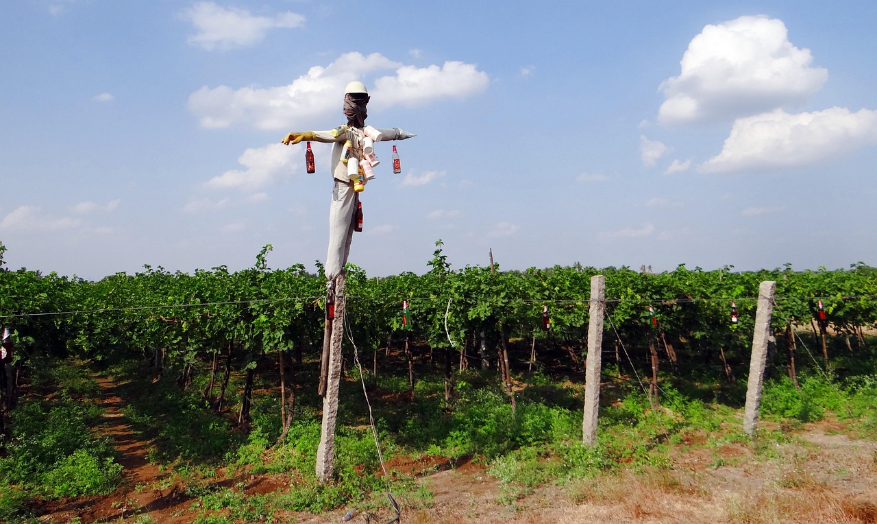 Vineyard - free online jigsaw puzzle photo